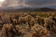 Clouds Breaking over Cholla